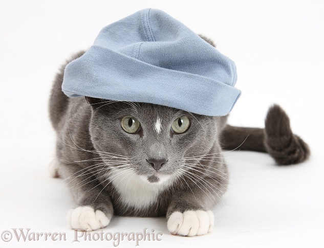 Blue-and-white Burmese-cross cat, Levi, wearing a blue beanie hat, white background