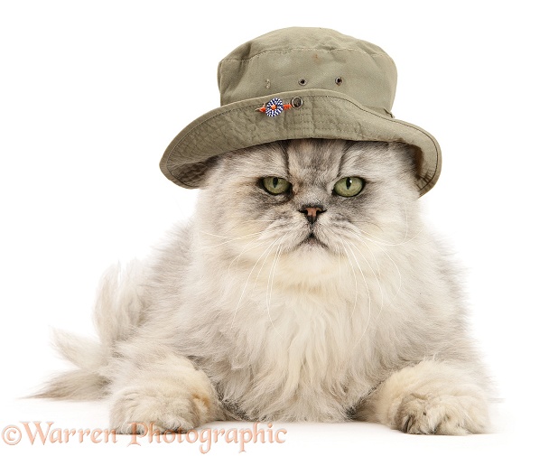 Silver tabby chinchilla Persian male cat, Cosmos, wearing a bush hat, white background