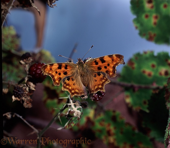 Comma Butterfly (Polygonia c-album) feeding on ripe blackberries