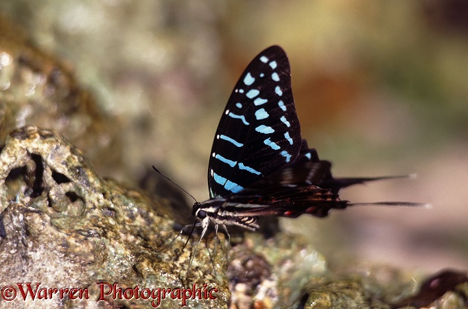 Dancing Swordtail Butterfly (Graphium polystratus) drinking at a freshwater seepage on the East African coast.  Africa