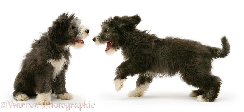 Blue Bearded Collie pups, 3 months old, playing, white background