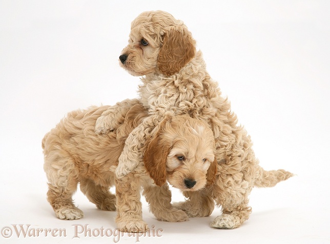 Playful American Cockapoo puppies, white background