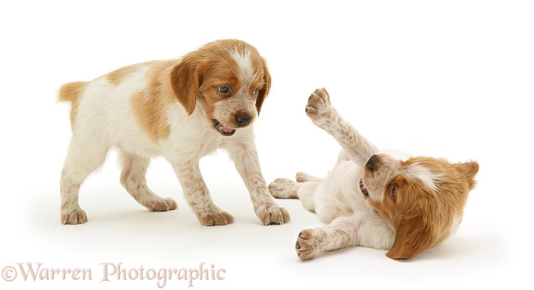 Brittany Spaniel pups, 6 weeks old, playing, white background