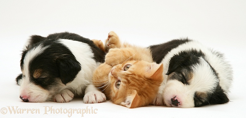 British shorthair red spotted kitten with sleepy tricolour Border Collie pups, all 5 weeks old, white background