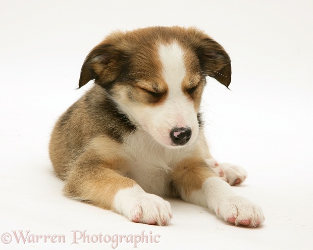 Sleepy Sable Border Collie pup, white background