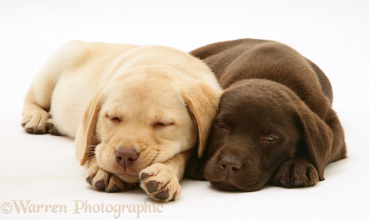 Sleepy Yellow and Chocolate Retriever pups, white background