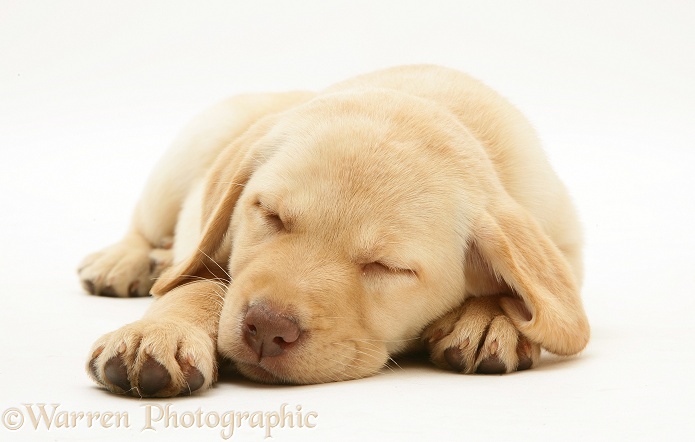 Sleepy Yellow Retriever pup, white background