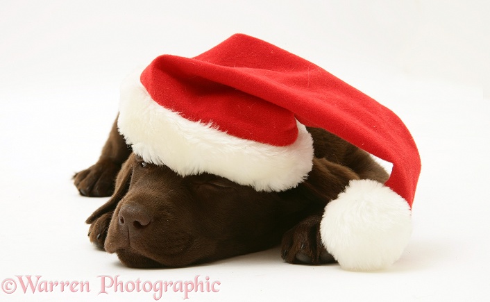 Chocolate Retriever pup, Mocha, asleep wearing a Father Christmas hat, white background