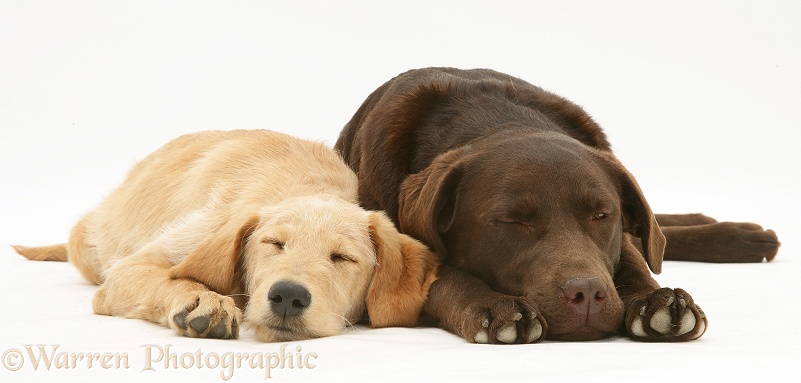 Sleepy Yellow Labradoodle pup, Maddy, with Chocolate Labrador Retriever, Mocha, white background