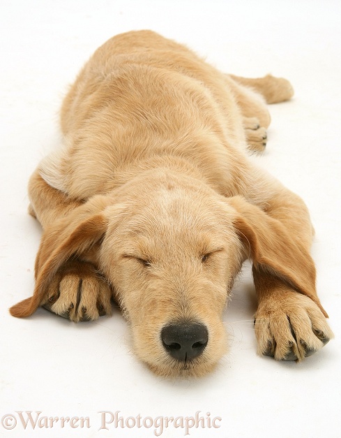 Sleepy Yellow Labradoodle pup, Maddy, white background