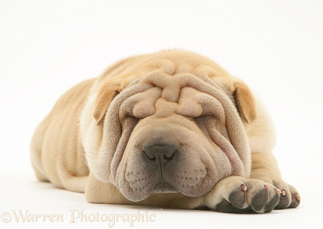 Sleepy Shar-pei pup, Beanie, white background