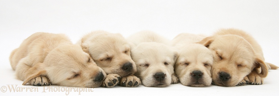 Five sleepy Retriever-cross pups, white background