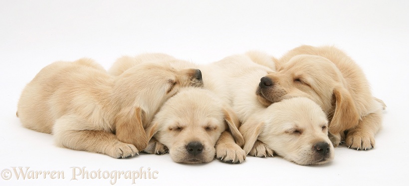 Four sleepy Retriever-cross pups, white background