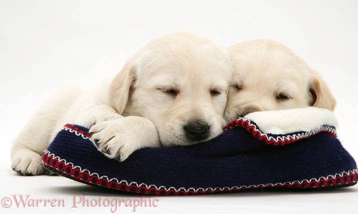 Sleepy Yellow Goldador pups on a knitted slipper, white background