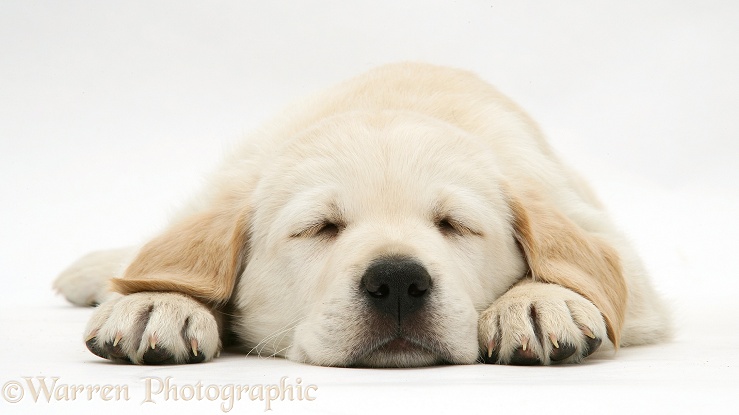 Sleepy yellow Goldador Retriever pup, white background