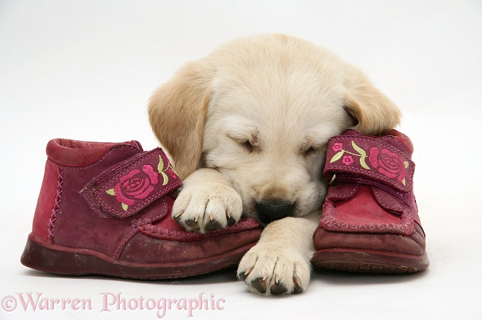 Goldador Retriever pup asleep on a pair of child's shoes, white background