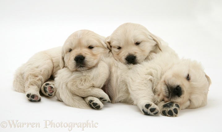 Three Sleepy Golden Retriever pups, white background