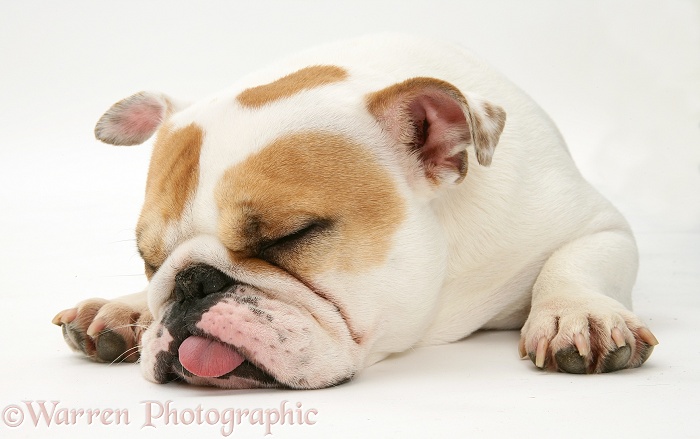 Bulldog bitch Pixie sleeping with tongue out, white background