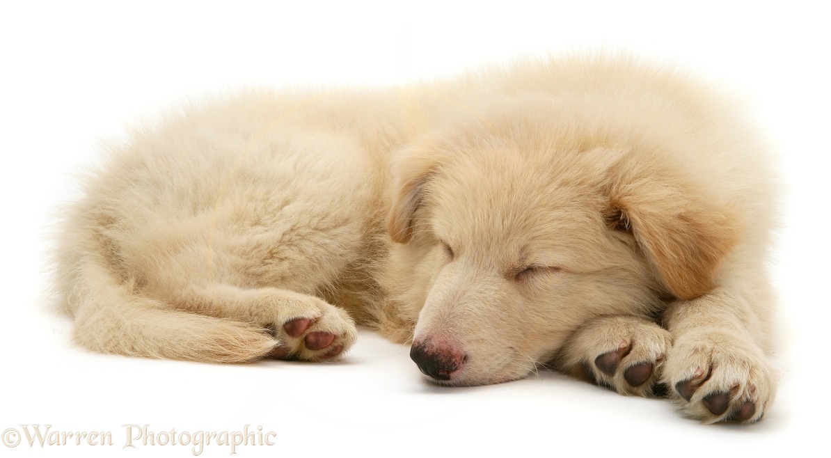 White German Shepherd Dog pup asleep, white background