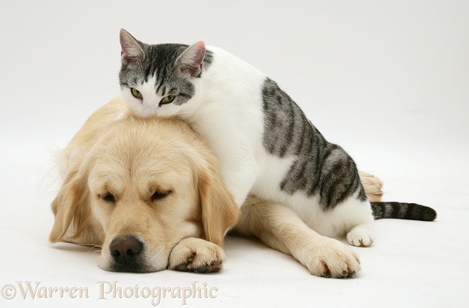 Silver-and-white cat Clover licking sleepy Golden Retriever Lola, white background