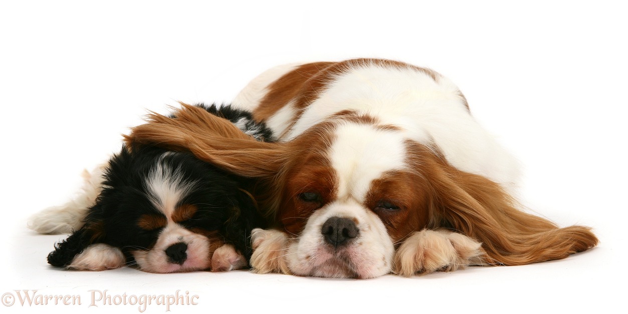 Sleepy Blenheim Cavalier King Charles Spaniel bitch with her tricolour pup, white background
