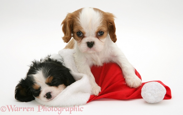 Tricolour Cavalier King Charles Spaniel pup sleeping in a Father Christmas hat while Blenheim pup tries to play, white background