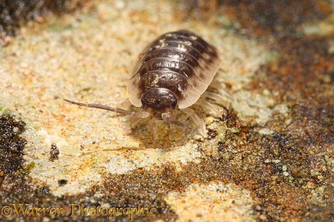 Common Woodlouse (Oniscus asellus) on lichen-covered stone