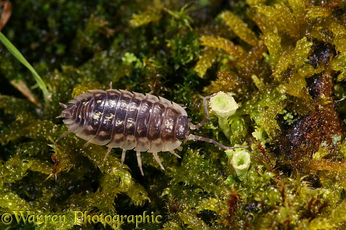 Common Woodlouse (Oniscus asellus) on mossy stone