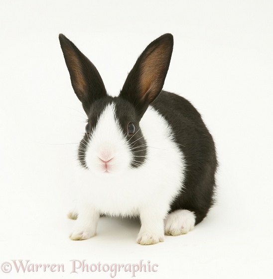 Black-and-white Dutch rabbit, white background