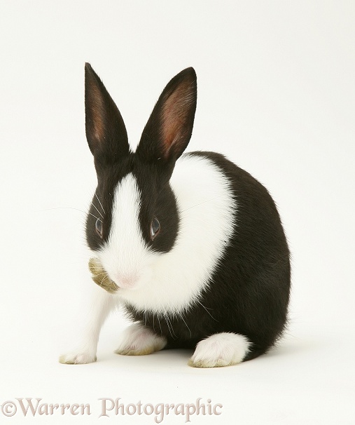 Black-and-white Dutch rabbit washing, white background
