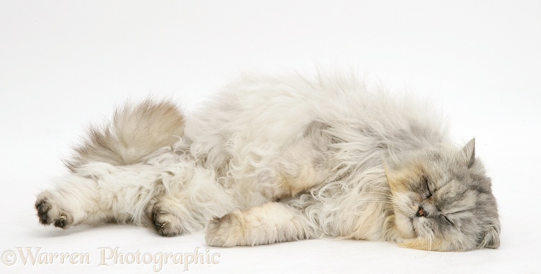 Sleepy silver tabby chinchilla Persian male cat, Cosmos, white background