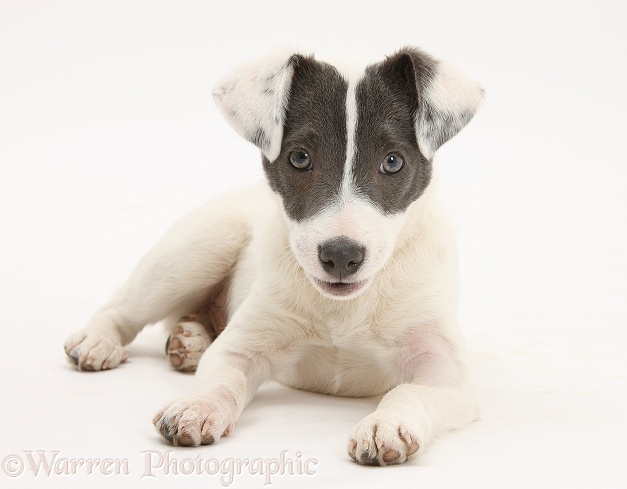 Blue-and-white Jack Russell Terrier pup, Scamp, lying with head up, white background