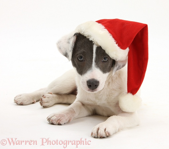 Blue-and-white Jack Russell Terrier pup, Scamp, wearing a Father Christmas hat, white background