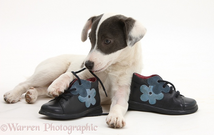 Blue-and-white Jack Russell Terrier pup, Scamp, chewing a child's shoe, white background