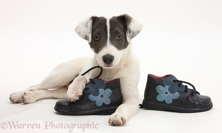 Blue-and-white Jack Russell Terrier pup, Scamp, with child's shoes, white background