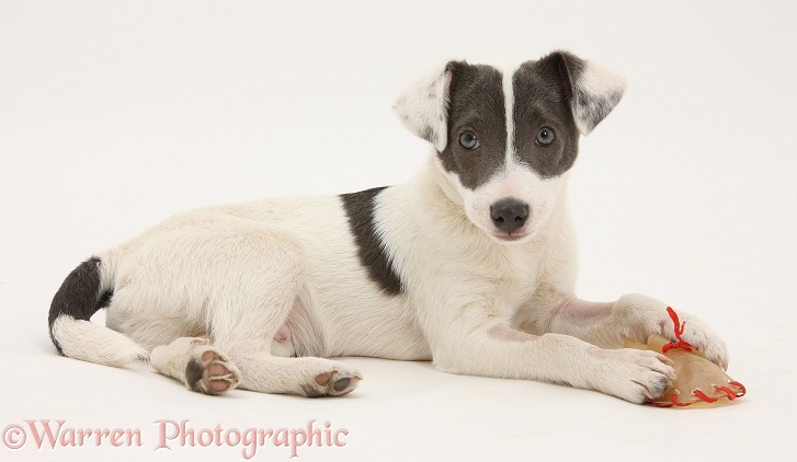 Blue-and-white Jack Russell Terrier pup, Scamp, with a rawhide shoe chew, white background