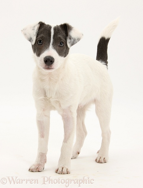 Blue-and-white Jack Russell Terrier pup, Scamp, white background