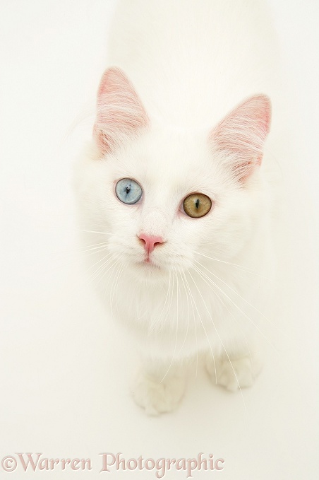 Odd-eyed white cat looking up, white background