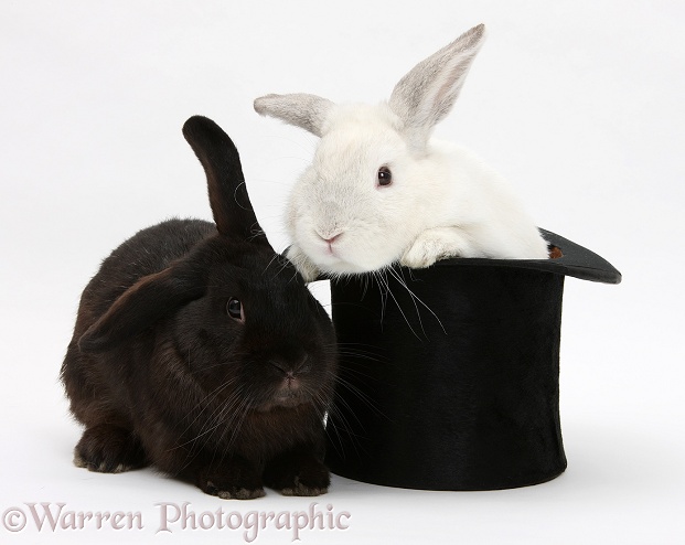 White rabbit in a top hat with black rabbit, white background