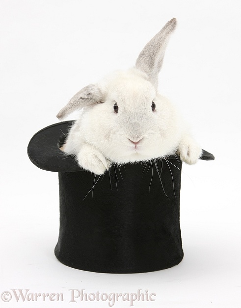 White rabbit in a top hat, white background