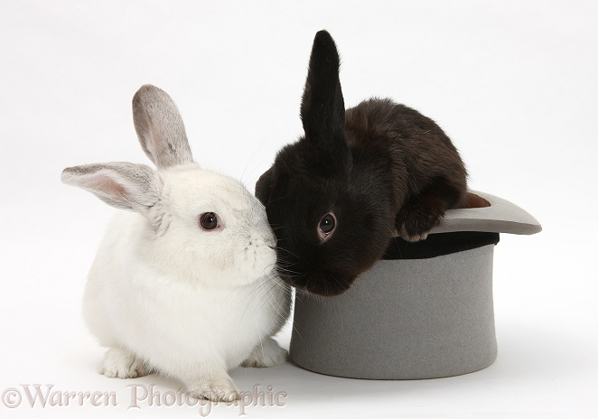 Black rabbit in a top hat with white rabbit, white background