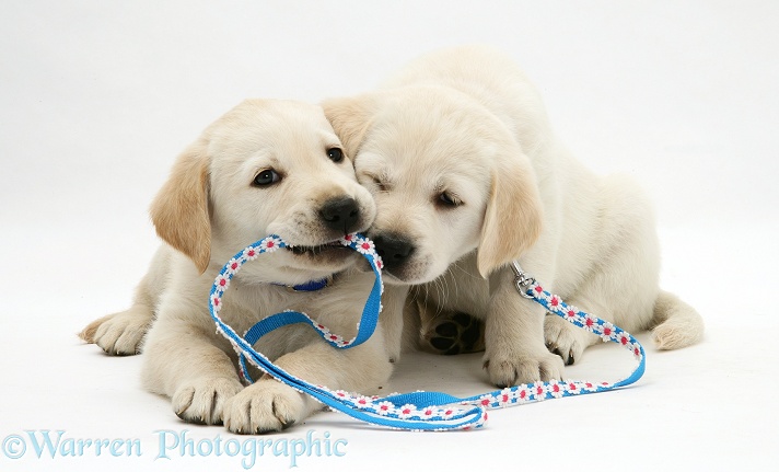 Yellow Goldador Retriever pups with daisy-chain collar and lead, white background