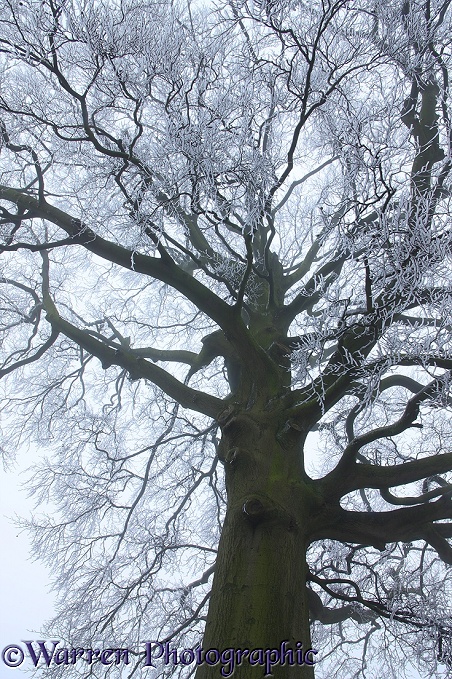 Rime on a beech tree.  Gloucestershire, England