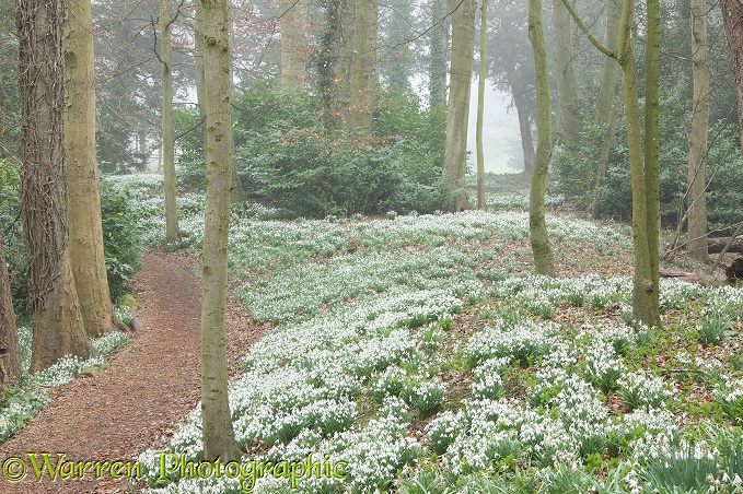Woodland with Snowdrops (Galanthus nivalis).  Gloucestershire, England