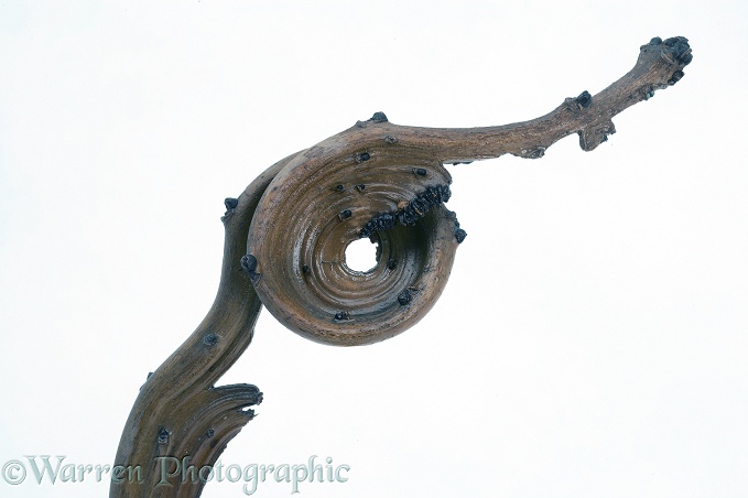Fasciated twig of Ash (Fraxinus excelsior), white background