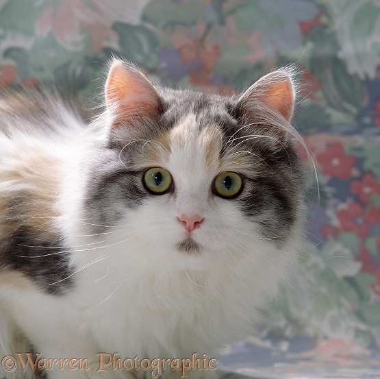 Chinchilla-cross cat, Blossom