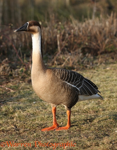 Swan Goose (Anser cygnoides).  East Asia