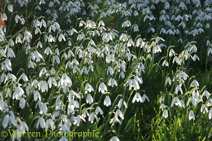 Snowdrops (Galanthus nivalis).  Gloucestershire, England
