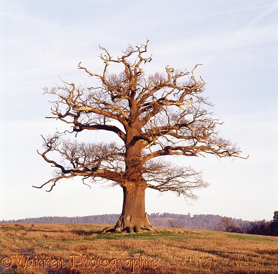English Oak (Quercus robur) - Winter (2-2-2007).  Surrey, England
