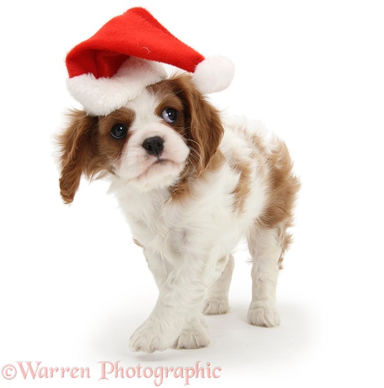 Blenheim Cavalier King Charles Spaniel pup wearing a Father Christmas hat, white background